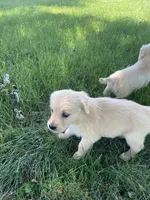 Peach, a female Golden Retriever for sale in Mendota, IL – 3 of 3