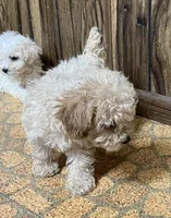 Annie, a female Poodle - Toy  for sale in Mendota, IL – 2 of 3