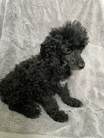 OLB, a female Poodle - Toy  for sale in Mendota, IL – 1 of 3
