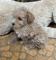 Rowdy, a male Poodle - Toy  for sale in Mendota, IL – 2 of 4