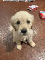 Stone, a male Golden Retriever for sale in Mendota, IL – 1 of 3