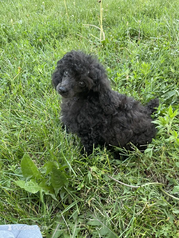 Rudy Poo – Poodle - Toy  puppy for sale in Mendota, IL