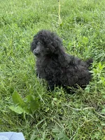 Rudy Poo, a male Poodle - Toy  for sale in Mendota, IL – 1 of 5