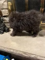 Bear, a male Poodle - Miniature  for sale in Mendota, IL – 4 of 7