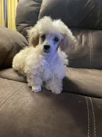 Roy Toy, a male Poodle - Toy  for sale in Mendota, IL – 4 of 4