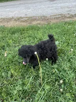Bond, a male Poodle - Toy  for sale in Mendota, IL – 2 of 4