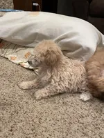 Ally, a female Poodle - Toy  for sale in Mendota, IL – Photo 4 of 4