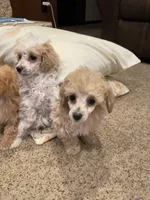 Ally, a female Poodle - Toy  for sale in Mendota, IL – Photo 2 of 4