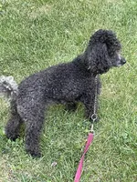 AKC Nicki, a female Poodle - Toy  for sale in Mendota, IL – Photo 2 of 2