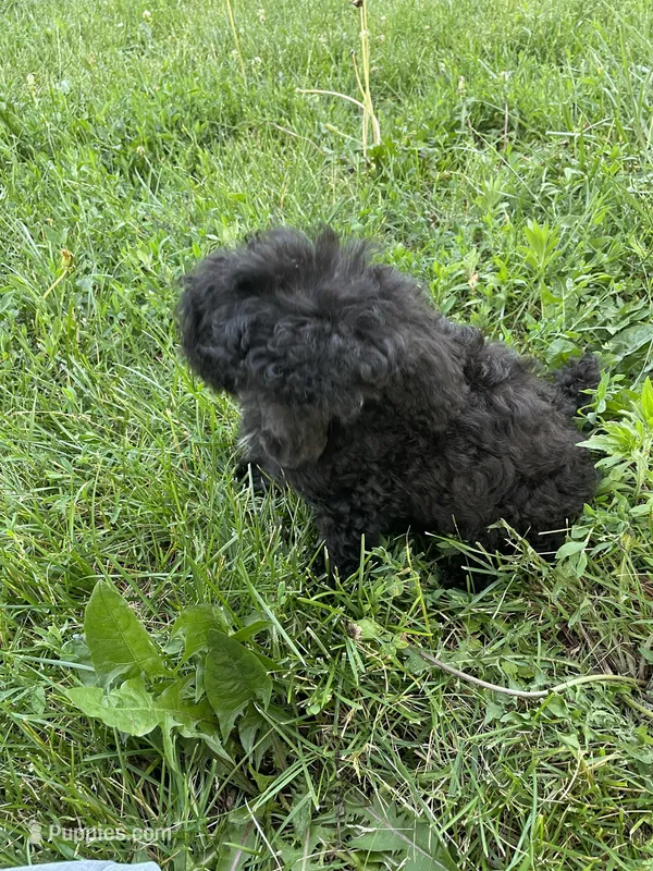 Rudy Poo – Poodle - Toy  puppy for sale in Mendota, IL