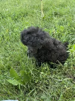 Rudy Poo, a male Poodle - Toy  for sale in Mendota, IL – 4 of 5