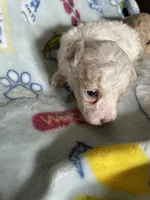 AKC Lester, a male Poodle - Toy  for sale in Mendota, IL – 2 of 6