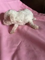 AKC Leah, a female Poodle - Toy  for sale in Mendota, IL – 2 of 7