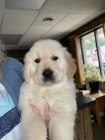 Finney, a male Golden Retriever for sale in Mendota, IL – 1 of 3