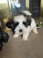 Wilbur, a male Shih Tzu for sale in Mendota, IL – 2 of 6