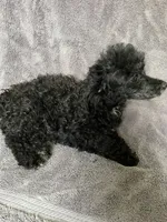 OLB, a female Poodle - Toy  for sale in Mendota, IL – 2 of 3