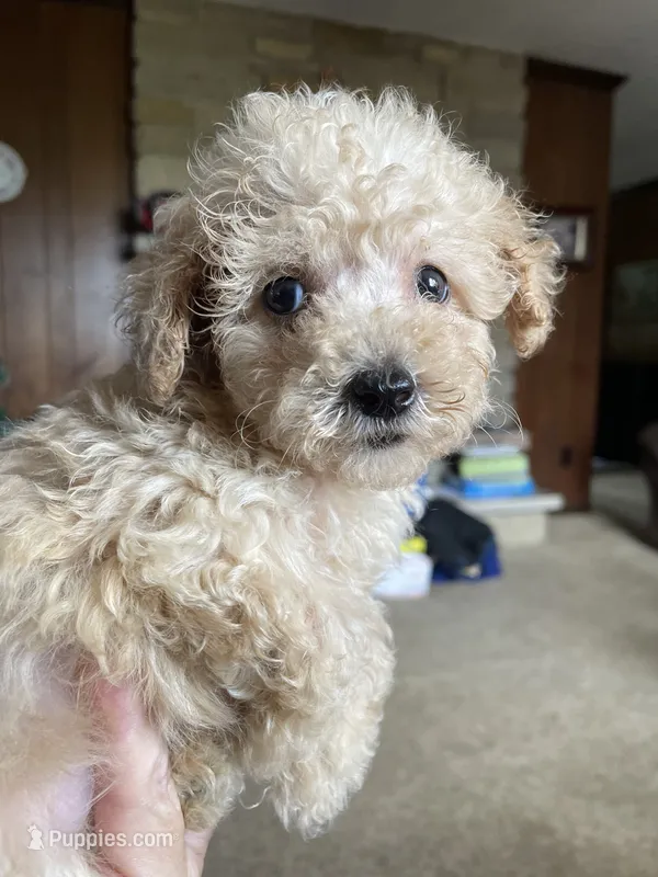 AKC Leo – Poodle - Toy  puppy for sale in Mendota, IL