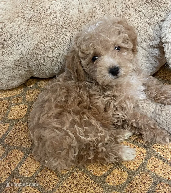 Rowdy – Poodle - Toy  puppy for sale in Mendota, IL