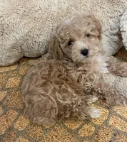 Rowdy, a male Poodle - Toy  for sale in Mendota, IL – 1 of 4