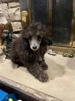 Bear, a male Poodle - Miniature  for sale in Mendota, IL – 6 of 7