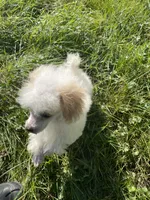 Tiny Tater, a male Poodle - Toy  for sale in Mendota, IL – 2 of 4