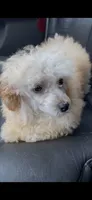 Finney, a male Poodle - Toy  for sale in Mendota, IL – 3 of 3