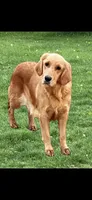Hannah, a female Golden Retriever for sale in Mendota, IL – 5 of 5