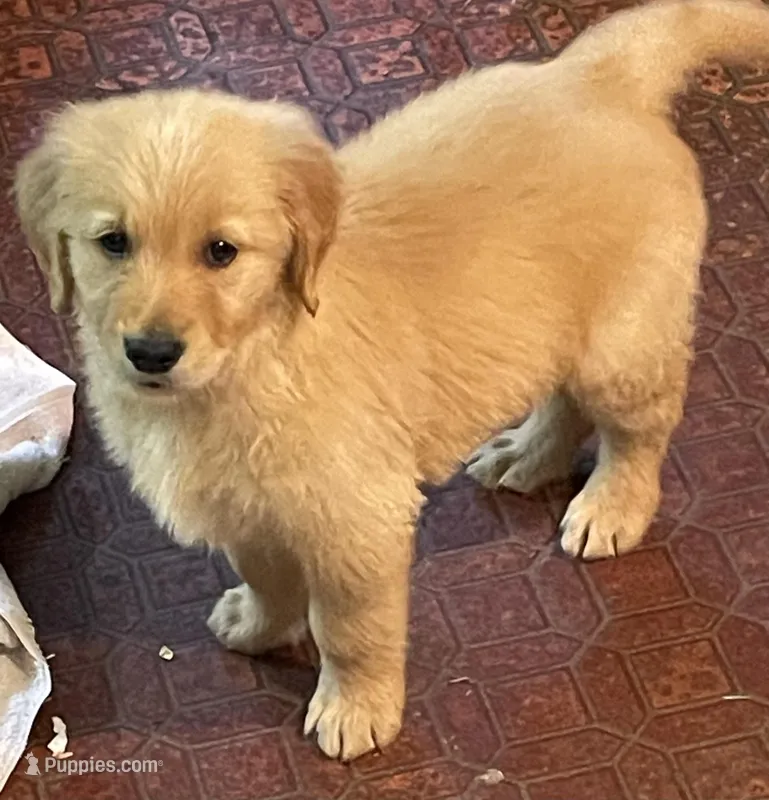 Hannah – Golden Retriever puppy for sale in Mendota, IL