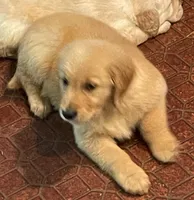 Hannah, a female Golden Retriever for sale in Mendota, IL – 3 of 5
