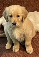 Hannah, a female Golden Retriever for sale in Mendota, IL – 2 of 5