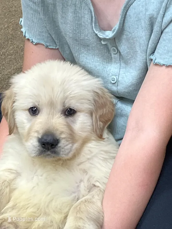 Hannah – Golden Retriever puppy for sale in Mendota, IL
