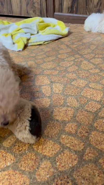 Annie, a female Poodle - Toy  for sale in Mendota, IL – 3 of 3