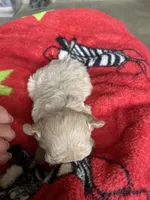 AKC Tessa, a female Poodle - Toy  for sale in Mendota, IL – Photo 4 of 6