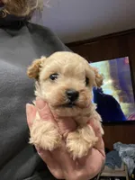 AKC Tessa, a female Poodle - Toy  for sale in Mendota, IL – Photo 5 of 6