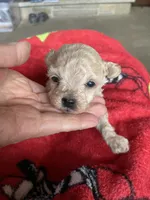 AKC Tessa, a female Poodle - Toy  for sale in Mendota, IL – Photo 3 of 6