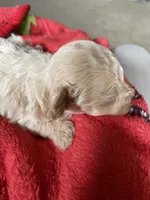 AKC Tessa, a female Poodle - Toy  for sale in Mendota, IL – Photo 2 of 6