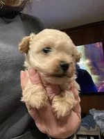 AKC Tessa, a female Poodle - Toy  for sale in Mendota, IL – Photo 6 of 6