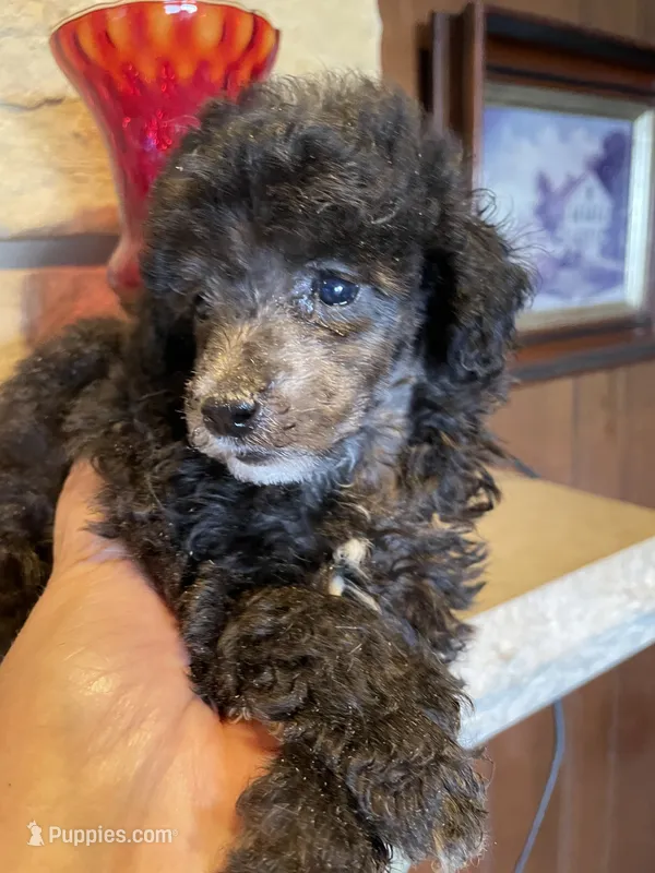 Blue – Poodle - Toy  puppy for sale in Mendota, IL