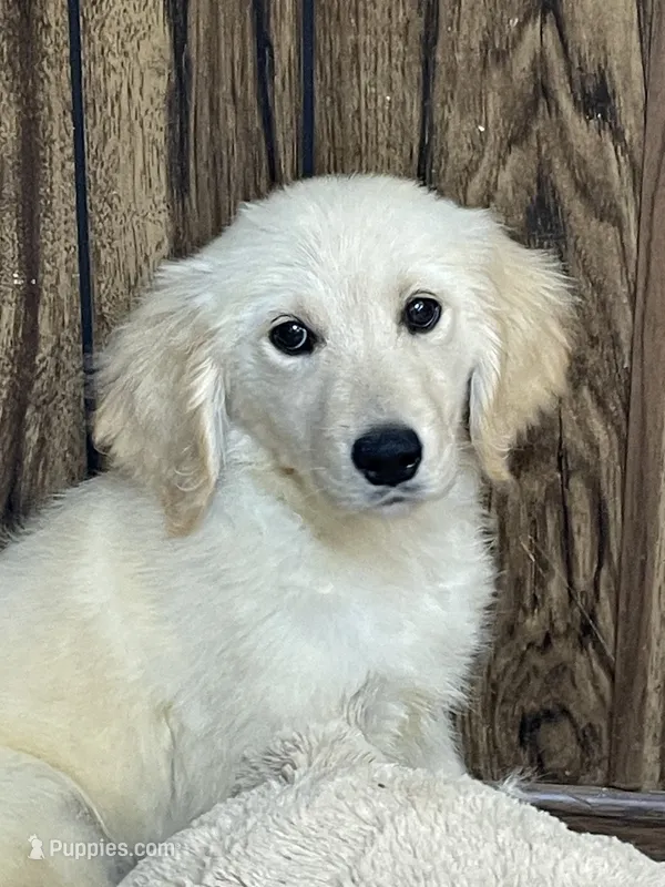 Honey – Golden Retriever puppy for sale in Mendota, IL