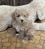 Rowdy, a male Poodle - Toy  for sale in Mendota, IL – 4 of 4