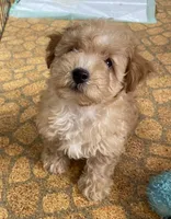 Reed, a male Poodle - Toy  for sale in Mendota, IL – 1 of 4
