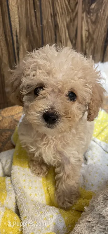 Annie – Poodle - Toy  puppy for sale in Mendota, IL
