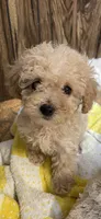 Annie, a female Poodle - Toy  for sale in Mendota, IL – 1 of 3