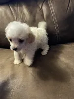 Parti boy, a male Poodle - Toy  for sale in Mendota, IL – 2 of 3