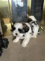Wilbur, a male Shih Tzu for sale in Mendota, IL – 6 of 6
