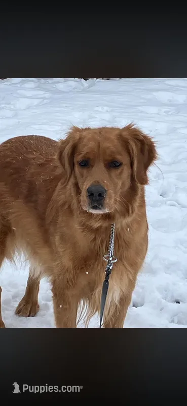 Sue – Golden Retriever puppy for sale in Mendota, IL