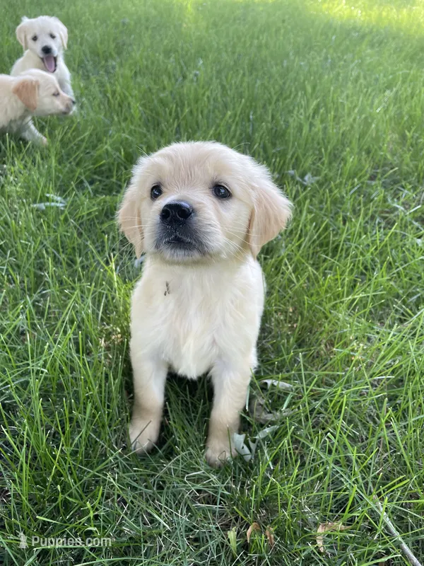 Stone – Golden Retriever puppy for sale in Mendota, IL