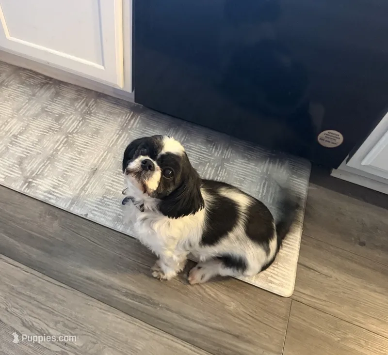 Nala  – Shih Tzu puppy for sale in Mendota, IL