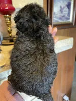 Bentley, a male Poodle - Toy  for sale in Mendota, IL – 2 of 4