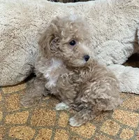 Rowdy, a male Poodle - Toy  for sale in Mendota, IL – 3 of 4